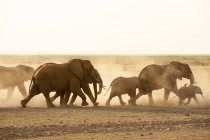 Elefantes africanos no Parque Nacional Amboseli — Fotografia de Stock