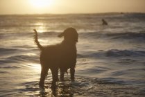 Silhouette of dog watching surfer in sea, Devon, England, UK — Stock Photo