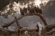 White backed vultures — Stock Photo