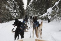 Huskies tirant traîneau à travers la neige — Photo de stock