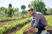 Jeune homme accroupi dans le champ tendant aux plants de tomate — Photo de stock