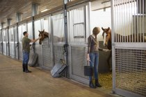 Stablehands годування коней у стайні — стокове фото