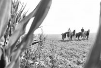 B&W image of man and woman riding and leading six horses in field — Stock Photo