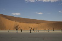 Мертві дерева та піщані дюни — стокове фото