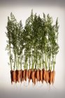 Fresh carrots with roots and leaves — Stock Photo