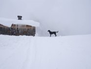 Cão na paisagem coberta de neve — Fotografia de Stock
