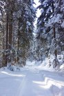 Vue des arbres dans la neige — Photo de stock