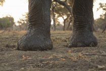 Pieds avant de l'éléphant d'Afrique ou Loxodonta africana, piscines de mana parc national, zimbabwe — Photo de stock