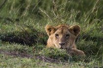 Filhote de leão (Panthera leo), Masai Mara, Quénia, África — Fotografia de Stock