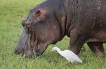 Вид сбоку на то, как бегемот ест траву в дикой природе, ботсвана, Африка — стоковое фото