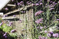 Purple flowers in sunlit garden — Stock Photo