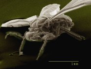 Micrographie électronique à balayage coloré du puceron adulte ailé — Photo de stock