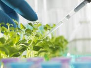 Hand of scientist pipetting experimental chemical into laboratory seedling tray — Stock Photo