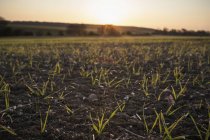 Neue Feldfrüchte wachsen auf den Feldern — Stockfoto