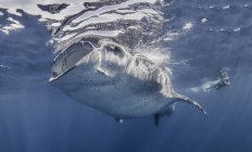 Китовая акула с далеким фотографом под водой — стоковое фото