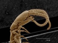 Head and fangs of centipede, Chilopoda SEM — Stock Photo
