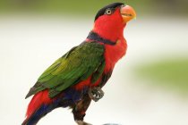 Side view of beautiful Black-capped Lory in Maldives — Stock Photo