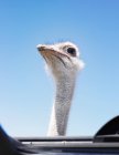 Ostrich head through sunroof with clear sky on background — Stock Photo