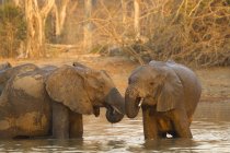 Elefantes africanos bañándose en un abrevadero - foto de stock