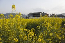Feld mit blühenden Rapspflanzen und Bauernhaus — Stockfoto