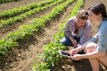 Couple accroupi sur le terrain à l'aide d'une tablette numérique pour photographier la plante de tomate — Photo de stock
