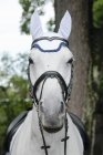Blick auf Pferd im Dressurwettbewerb — Stockfoto