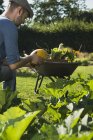 Jardinero comprobando verdura al aire libre - foto de stock