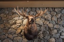 Moose head mounted on stone wall — Stock Photo