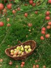 Panier plein de pommes mûres sur herbe verte — Photo de stock