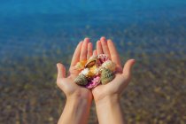 Close-up of hands with animal shells — Stock Photo