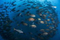 Подводный вид на разнообразные виды рыб, плавающих вместе в глубоководных прибрежных островах Тихого океана, Рока-да-Ревильяджигедо, Мексика — стоковое фото