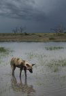 Perro salvaje africano en zona inundada - foto de stock