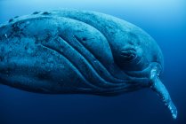 Крупним планом знімок горбатого кита під водою — стокове фото