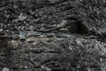 Moedas colocadas em rocha — Fotografia de Stock