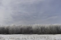 Campo cubierto de nieve rural - foto de stock