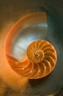 Hälfte der Nautilus-Schale auf Sand, Nahaufnahme — Stockfoto