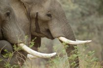 Африканських слонів або проте Африкана мани басейни Національний парк, Зімбабве — стокове фото