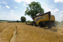 Rear view of combine Harvesting barley — Stock Photo