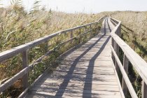 Wooden boardwalk through reed bed in bright sunlight — Stock Photo
