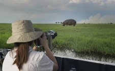 Mujer fotografiando Hipopótamo desde un camión safari, Kasane, Parque Nacional Chobe, Botswana, África - foto de stock