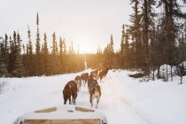 Huskies tirando slitta attraverso la neve — Foto stock