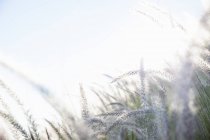 Long grasses in sunlight — Stock Photo