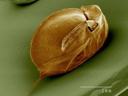 Micrografia eletrônica de varredura de daphnia sp — Fotografia de Stock