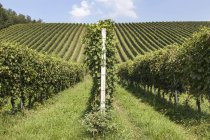 Diminuição da visão pespectiva das vinhas em Langhe, Piemonte, Itália — Fotografia de Stock