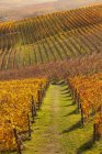 Filas de viñedos de otoño - foto de stock