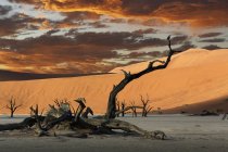 Fallen dead tree and sand dunes at sunset — Stock Photo