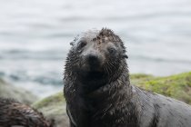 Cachorro de foca de piel de Guadalupe en rocas mirando a la cámara, Isla Guadalupe, Baja California, México - foto de stock