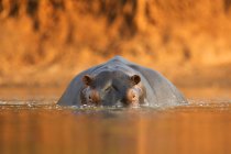 Hippopótamo na água ao pôr-do-sol, Parque Nacional de Mana Pools, Zimbabué, África — Fotografia de Stock