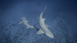 Vista subaquática de dois tubarões-limão, Júpiter, Flórida, EUA — Fotografia de Stock