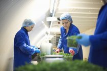 Las mujeres que trabajan en la línea de producción, embalaje de verduras - foto de stock